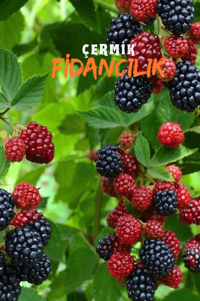 Tüplü Dikensiz Yediveren Böğürtlen Asma Fidanı 3 Yaş