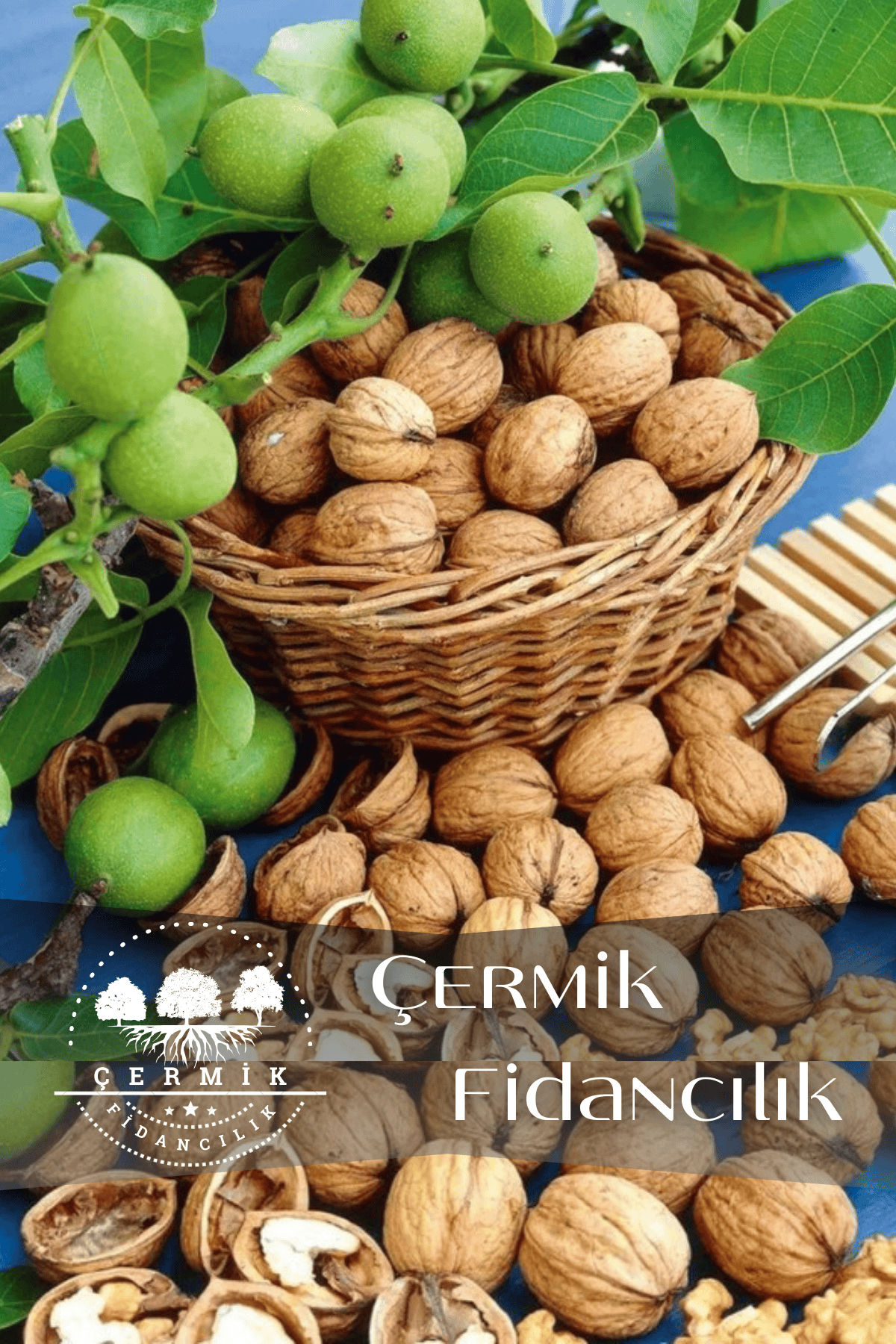 Aşılı Chandler Salkım Ceviz Fidanı 2 Yaş