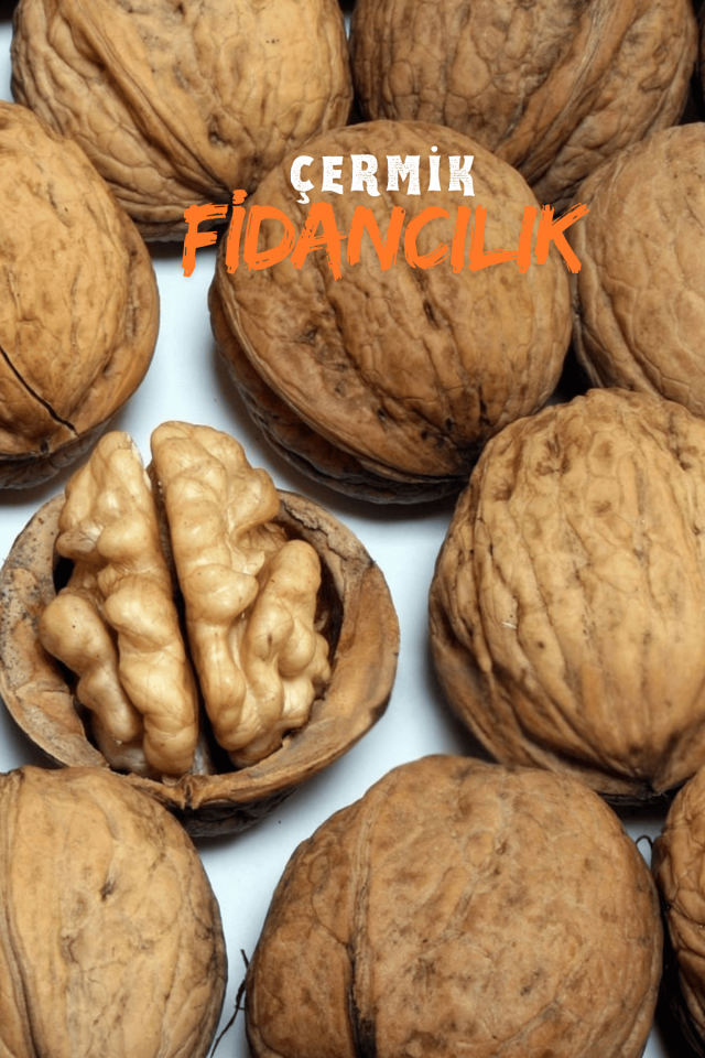 Aşılı Chandler Salkım Ceviz Fidanı 2 Yaş