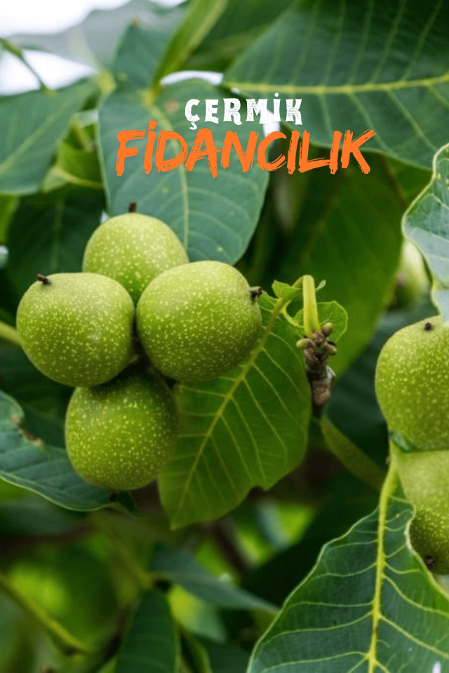 Aşılı Chandler Salkım Ceviz Fidanı 2 Yaş