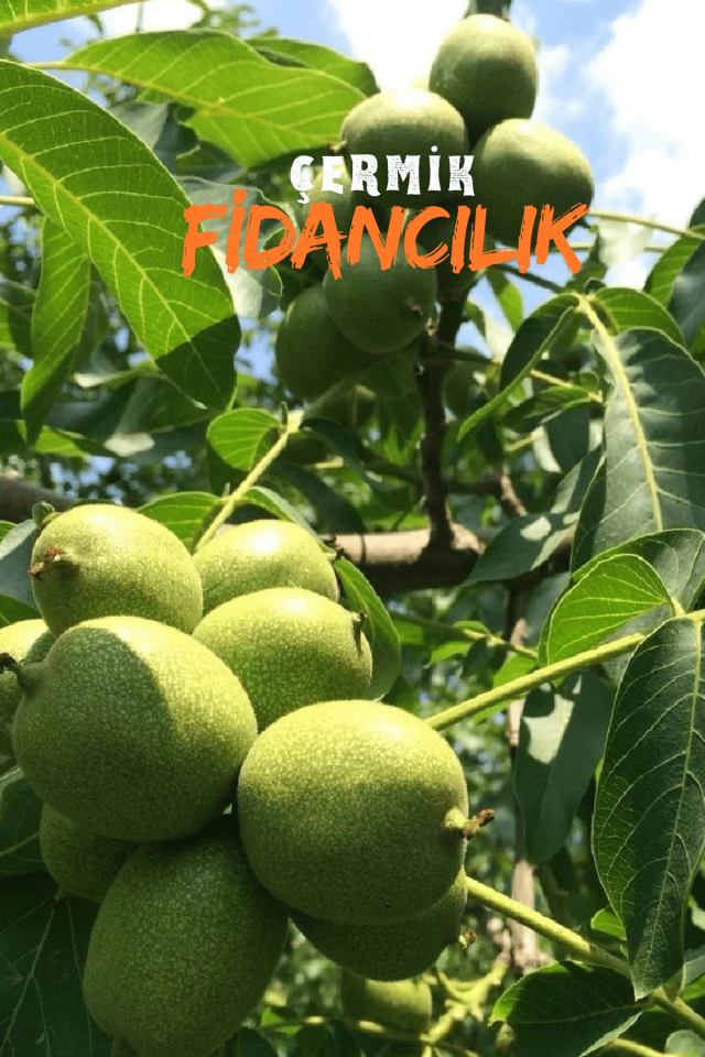 Aşılı Chandler Salkım Ceviz Fidanı 2 Yaş