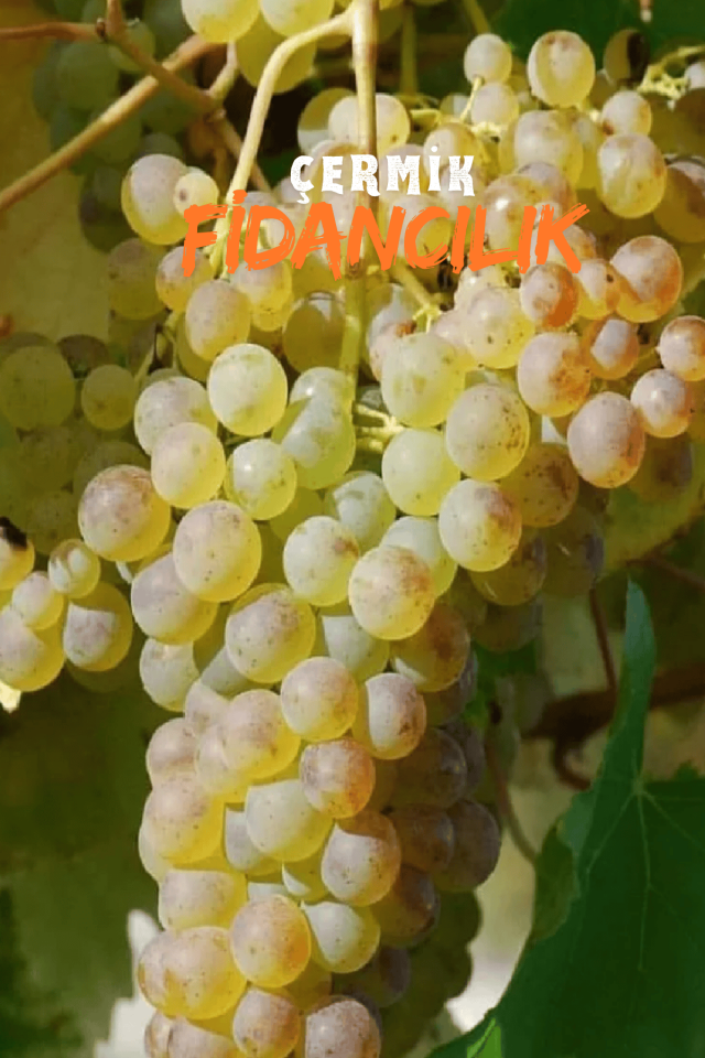 Aşılı Çermik Şire Bağ Üzümü Fidanı