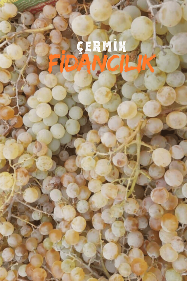 Aşılı Çermik Şire Bağ Üzümü Fidanı