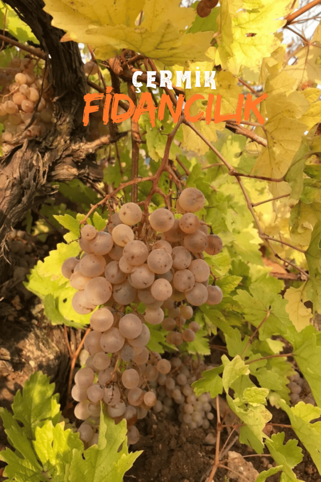 Aşılı Çermik Şire Bağ Üzümü Fidanı
