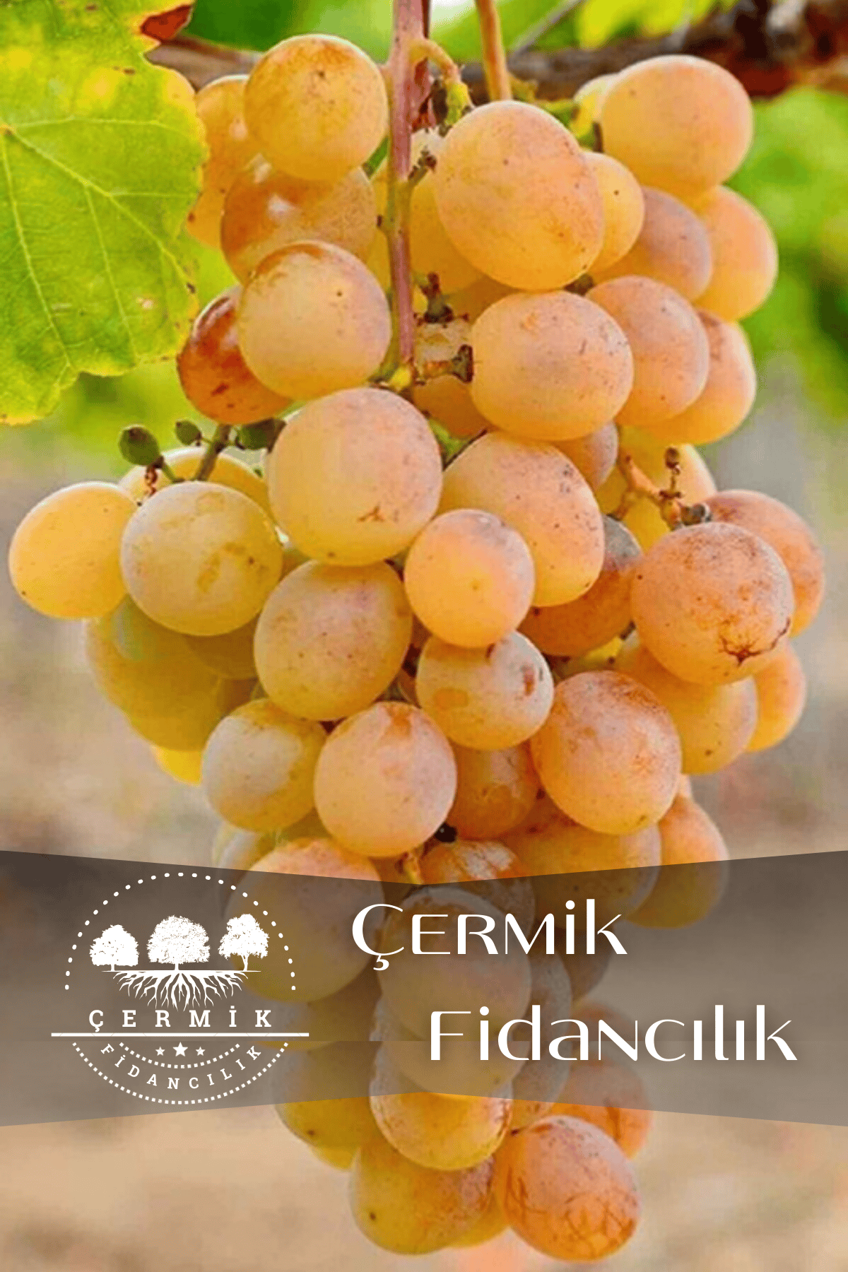 Aşılı Çermik Şire Bağ Üzümü Fidanı