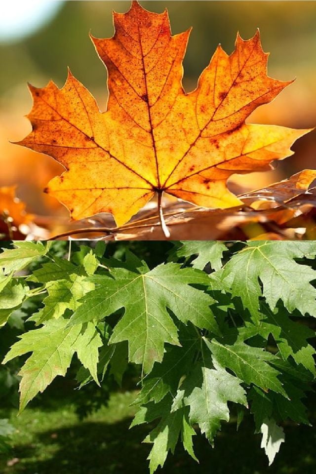 Tüplü Çınar Ağacı Fidanı 3 Yaş