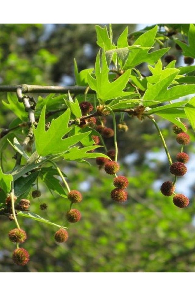 Tüplü Çınar Ağacı Fidanı 3 Yaş