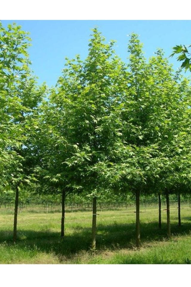 Tüplü Çınar Ağacı Fidanı 3 Yaş