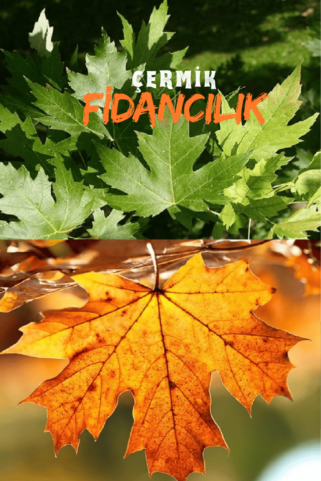 Tüplü Çınar Ağacı Fidanı 3 Yaş