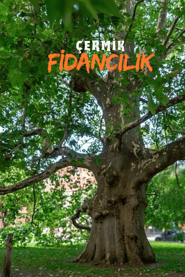 Tüplü Çınar Ağacı Fidanı 3 Yaş