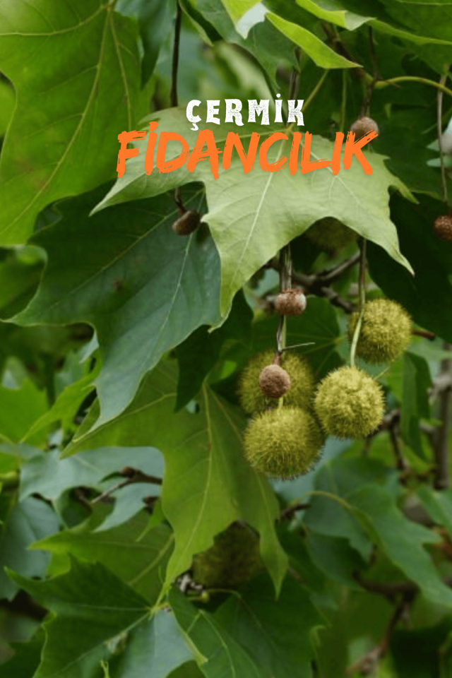 Tüplü Çınar Ağacı Fidanı 3 Yaş