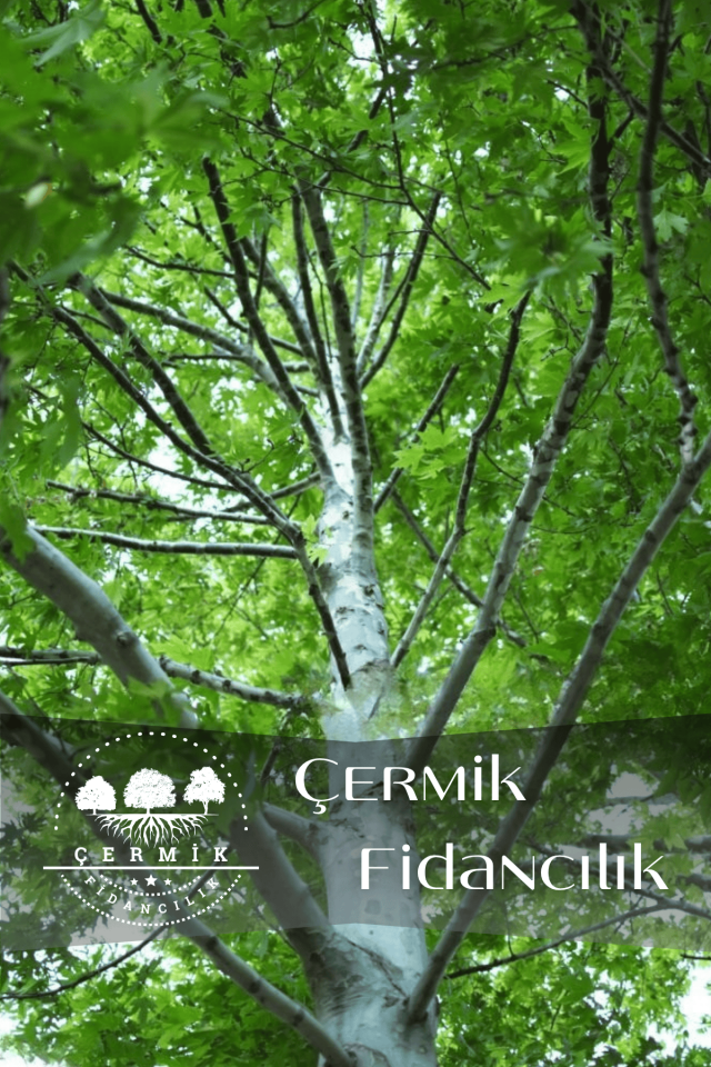 Tüplü Çınar Ağacı Fidanı 3 Yaş