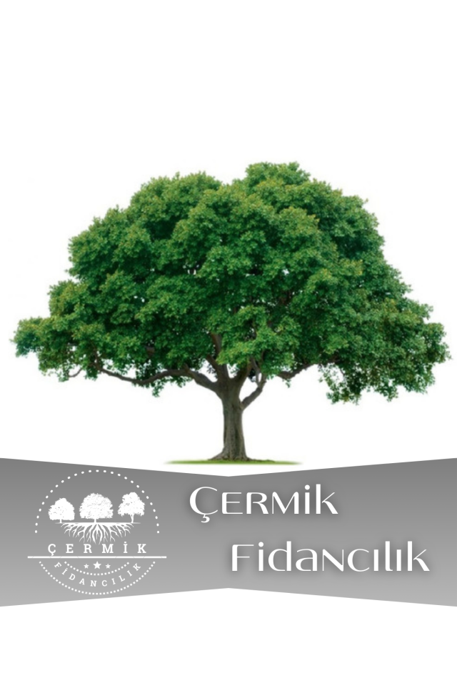 Tüplü Çınar Ağacı Fidanı 3 Yaş