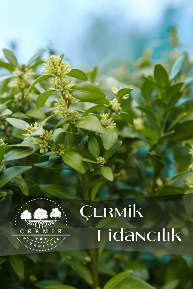 Tüplü Defne Ağacı Fidanı