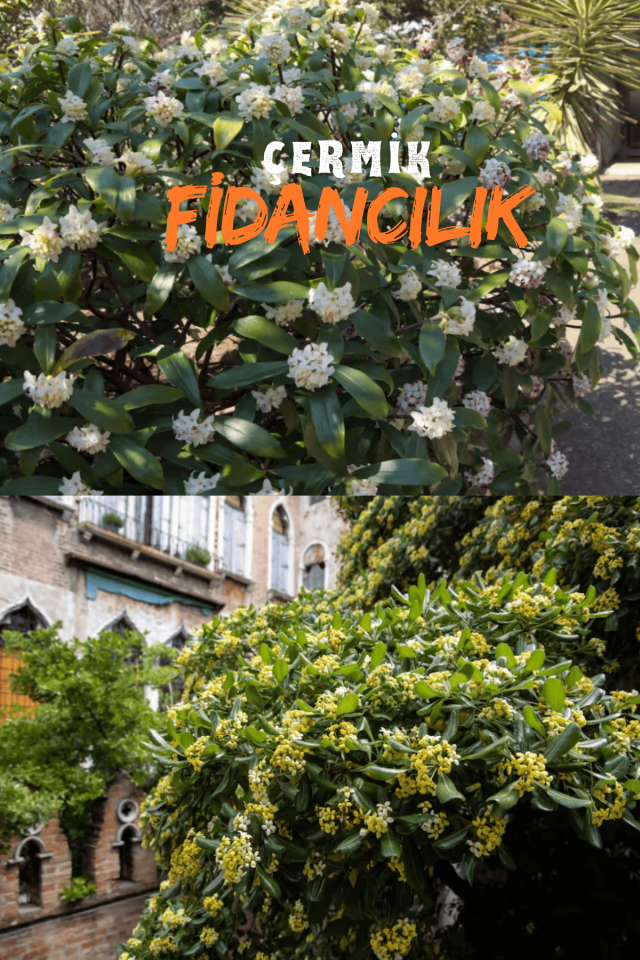 Tüplü Defne Ağacı Fidanı