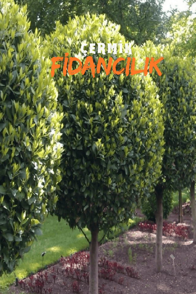 Tüplü Defne Ağacı Fidanı