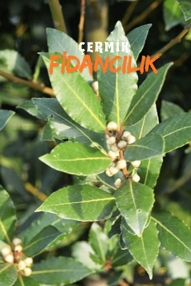 Tüplü Defne Ağacı Fidanı