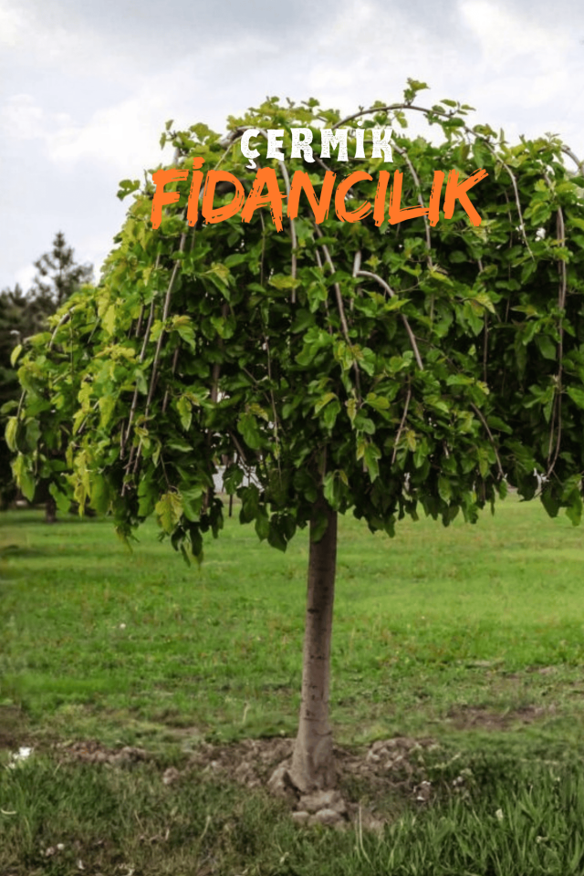 Aşılı Ters Kara Dut Fidanı ( Paraşüt Dut ) 3 Yaş