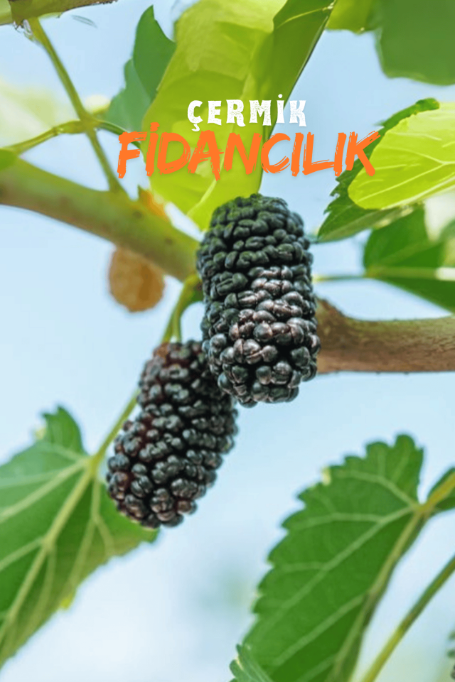 Aşılı Ters Kara Dut Fidanı ( Paraşüt Dut ) 3 Yaş