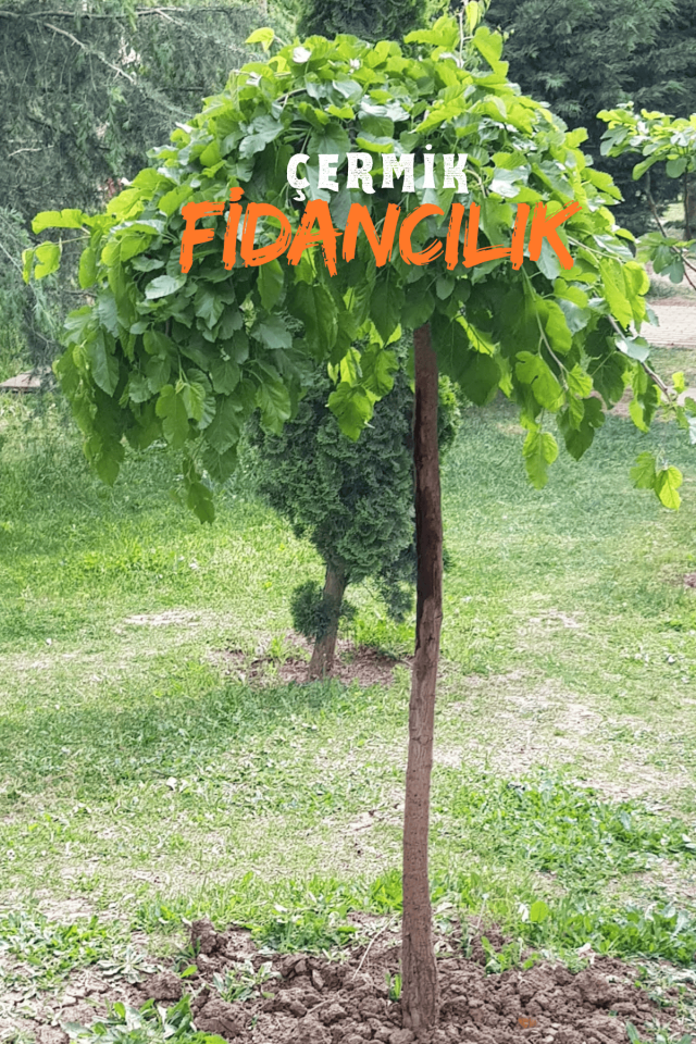 Aşılı Ters Kara Dut Fidanı ( Paraşüt Dut ) 3 Yaş