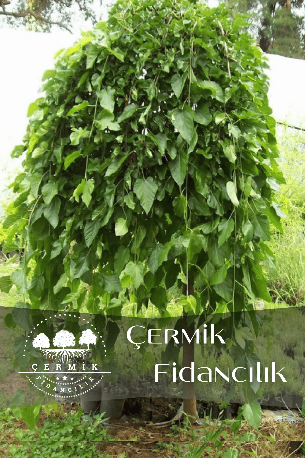 Aşılı Ters Kara Dut Fidanı ( Paraşüt Dut ) 3 Yaş