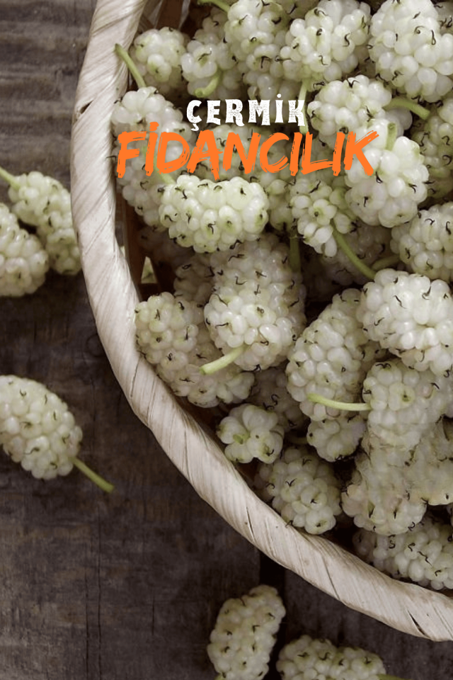 Aşılı Yediveren Beyaz Dut Fidanı 3 Yaş