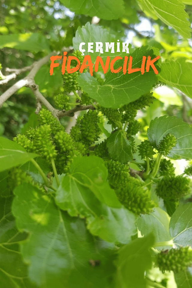 Aşılı Yediveren Beyaz Dut Fidanı 3 Yaş