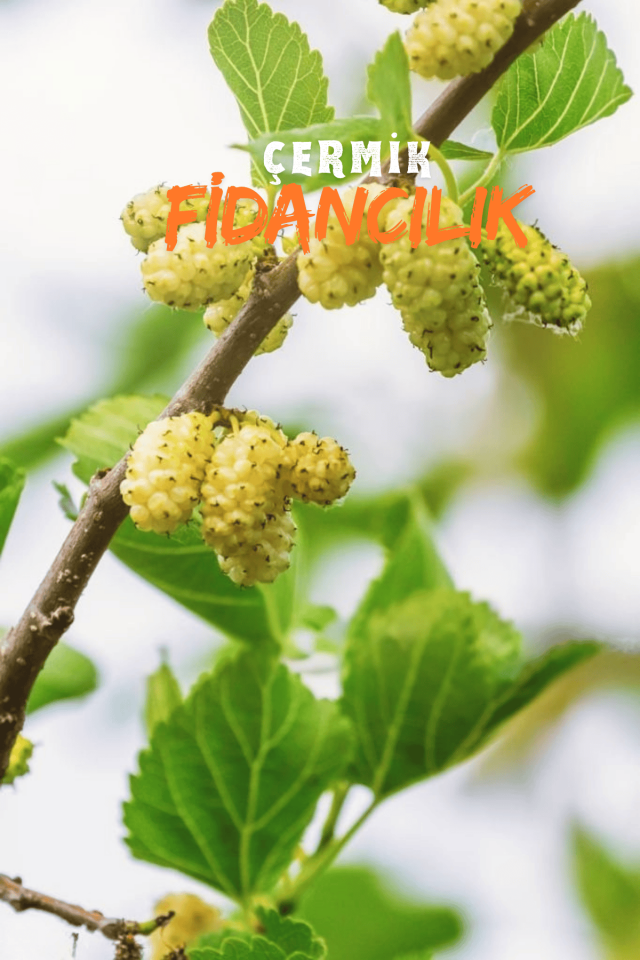 Aşılı Yediveren Beyaz Dut Fidanı 3 Yaş