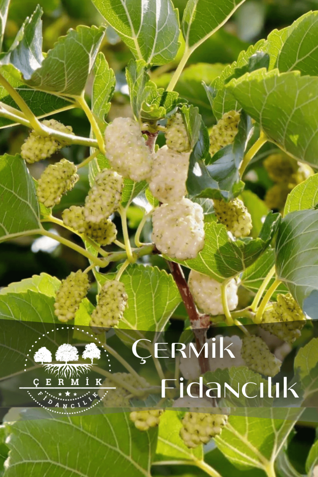 Aşılı Yediveren Beyaz Dut Fidanı 3 Yaş