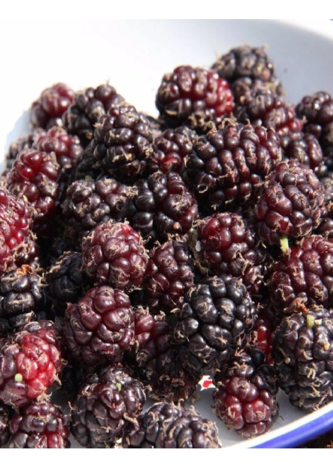 Aşılı Kara Dut Fidanı 3 Yaş