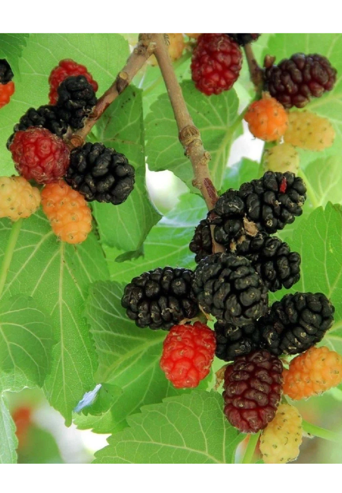 Aşılı Kara Dut Fidanı 3 Yaş