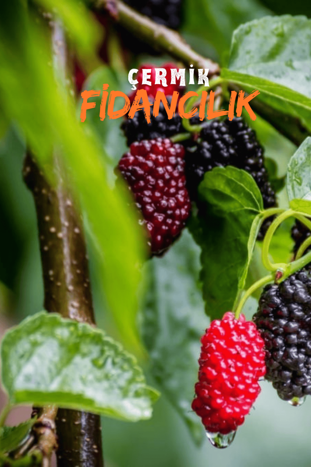 Aşılı Kara Dut Fidanı 3 Yaş