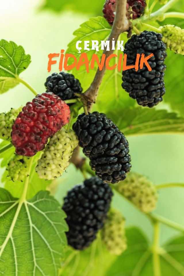 Aşılı Kara Dut Fidanı 3 Yaş