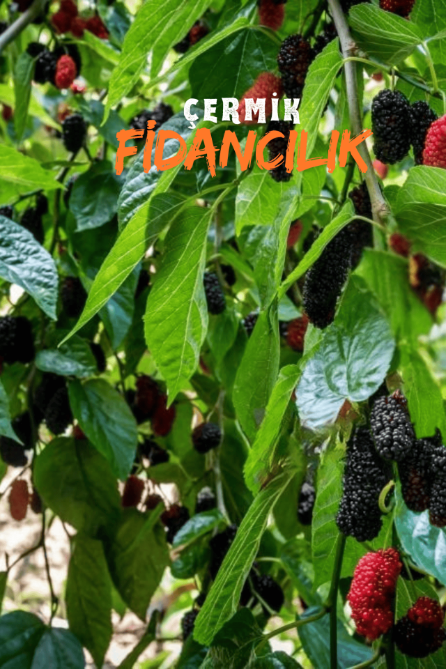 Aşılı Kara Dut Fidanı 3 Yaş