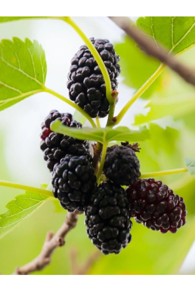 Aşılı Kara Dut Fidanı 3 Yaş