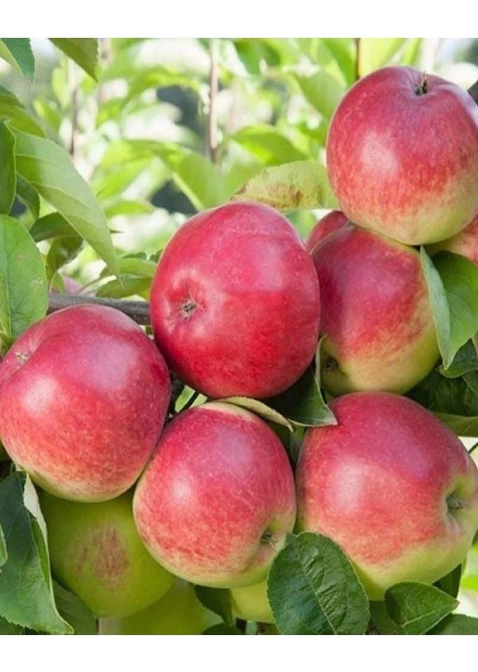 Aşılı Amasya Misket Elma Fidanı 3 Yaş