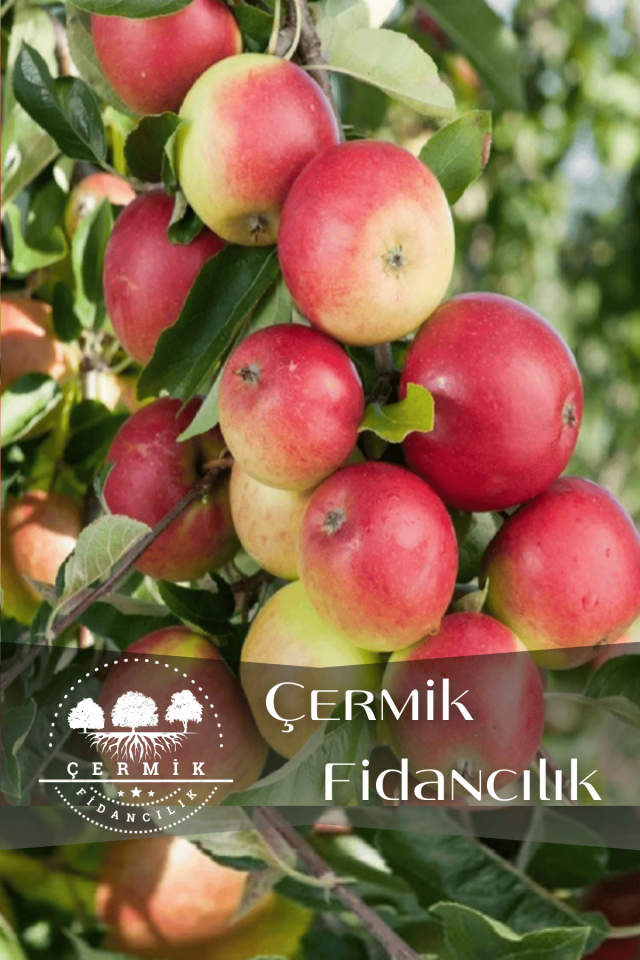 Aşılı Amasya Misket Elma Fidanı 3 Yaş