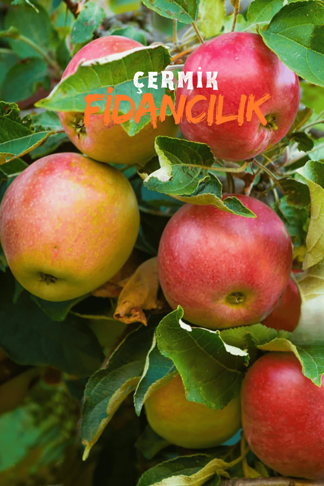 Aşılı Amasya Misket Elma Fidanı 3 Yaş