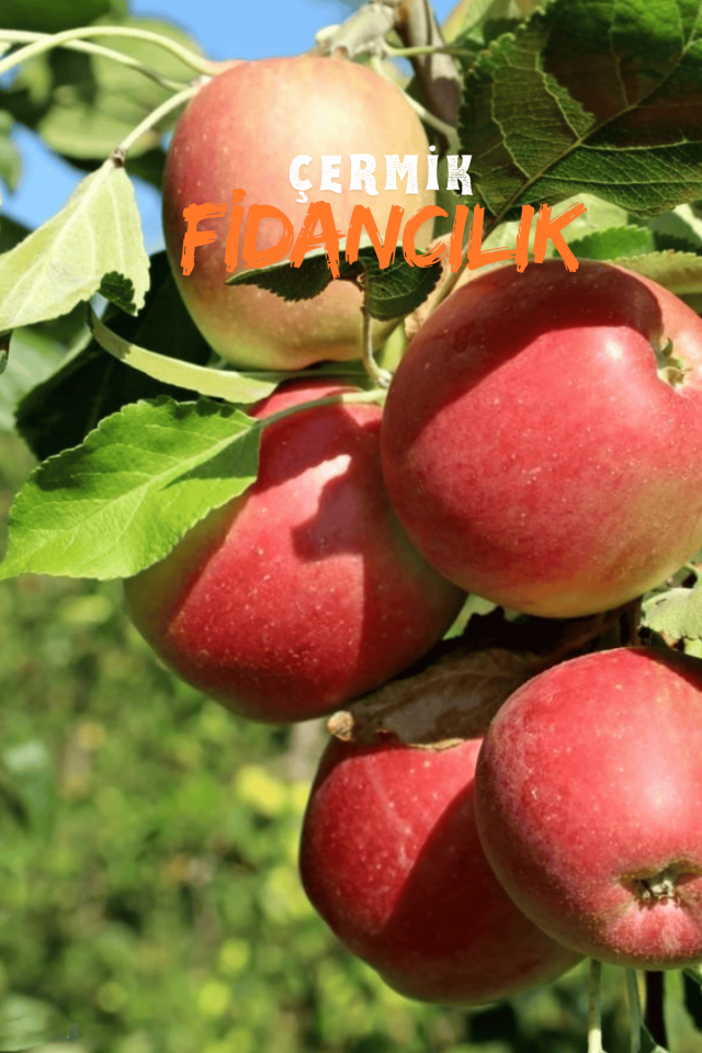 Aşılı Amasya Misket Elma Fidanı 3 Yaş