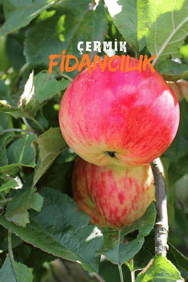 Aşılı Amasya Misket Elma Fidanı 3 Yaş