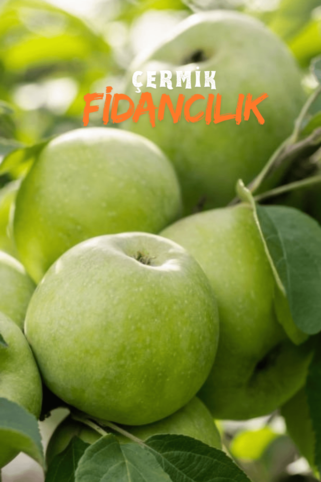 Aşılı Yeşil Elma Fidanı 3 Yaş
