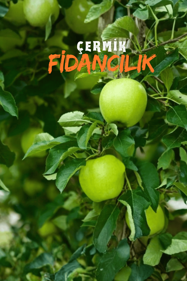 Aşılı Yeşil Elma Fidanı 3 Yaş