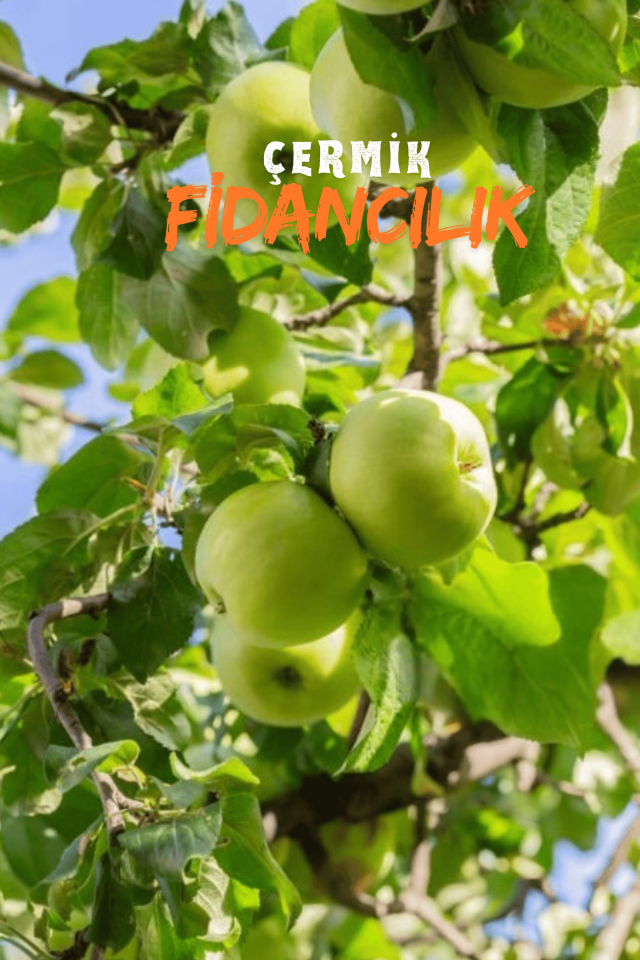 Aşılı Yeşil Elma Fidanı 3 Yaş