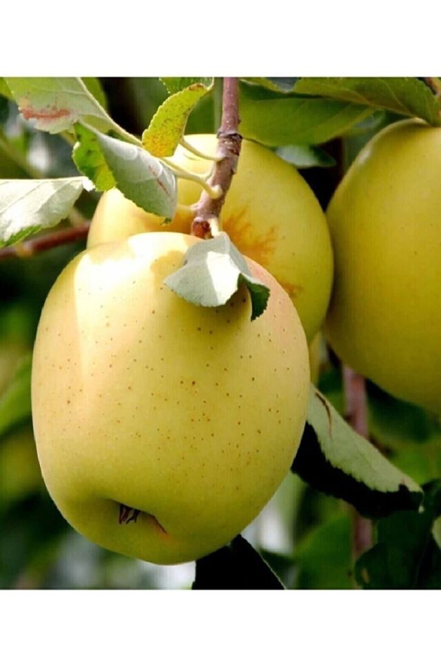 Aşılı Bodur Golden Elma Fidanı 3 Yaş
