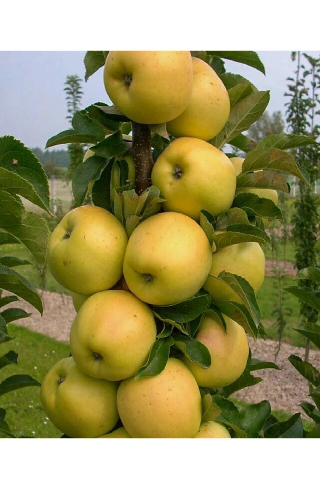 Aşılı Bodur Golden Elma Fidanı 3 Yaş