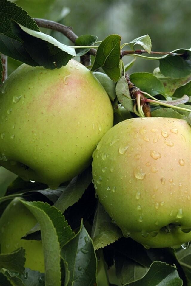 Aşılı Bodur Golden Elma Fidanı 3 Yaş