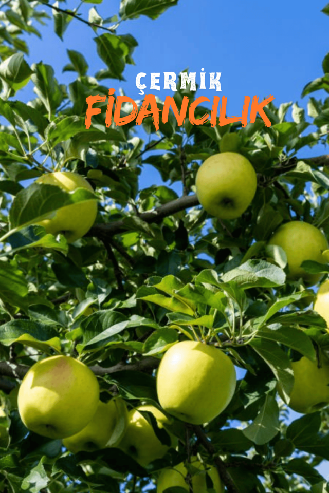 Aşılı Bodur Golden Elma Fidanı 3 Yaş