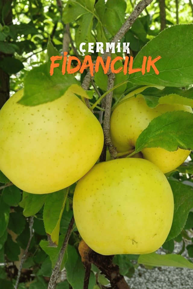 Aşılı Bodur Golden Elma Fidanı 3 Yaş