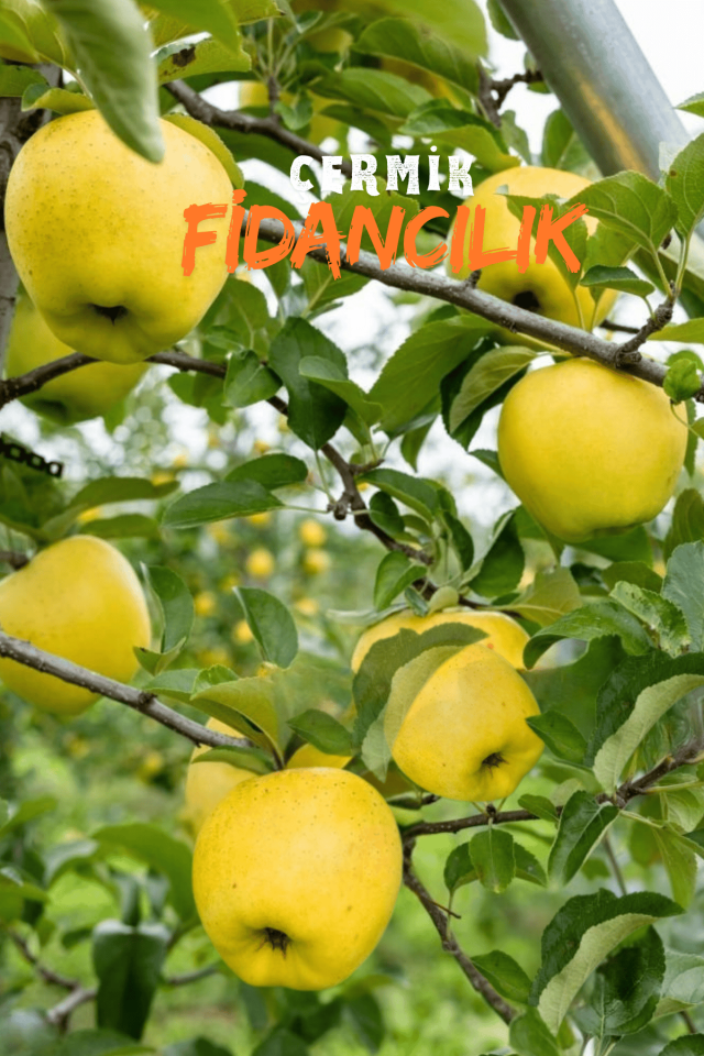 Aşılı Bodur Golden Elma Fidanı 3 Yaş