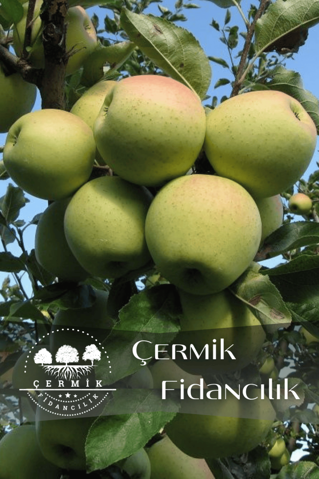 Aşılı Bodur Golden Elma Fidanı 3 Yaş